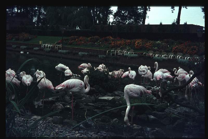 19.Avifauna okt 1972.JPG